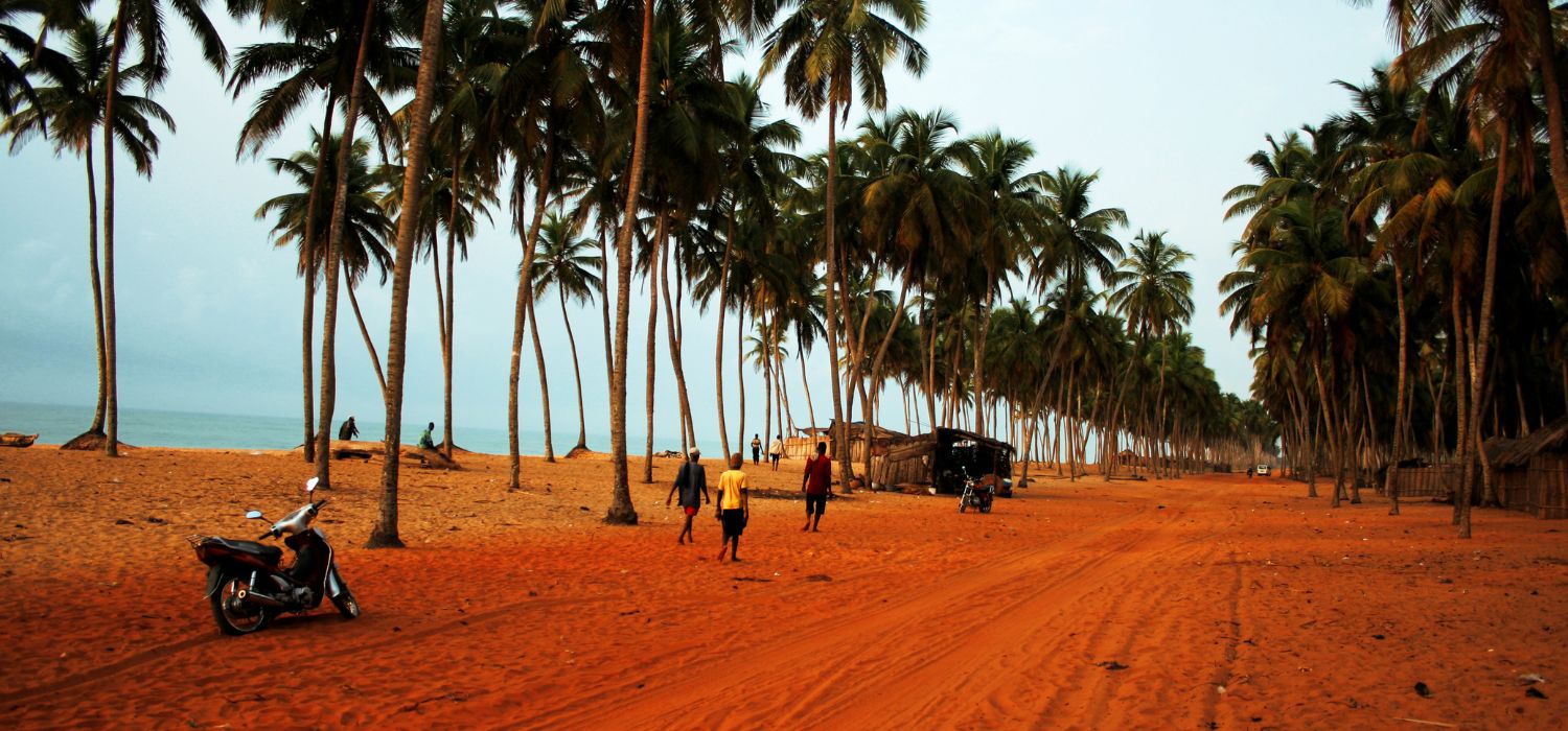 Palm tree alley road in Benin - West Africa