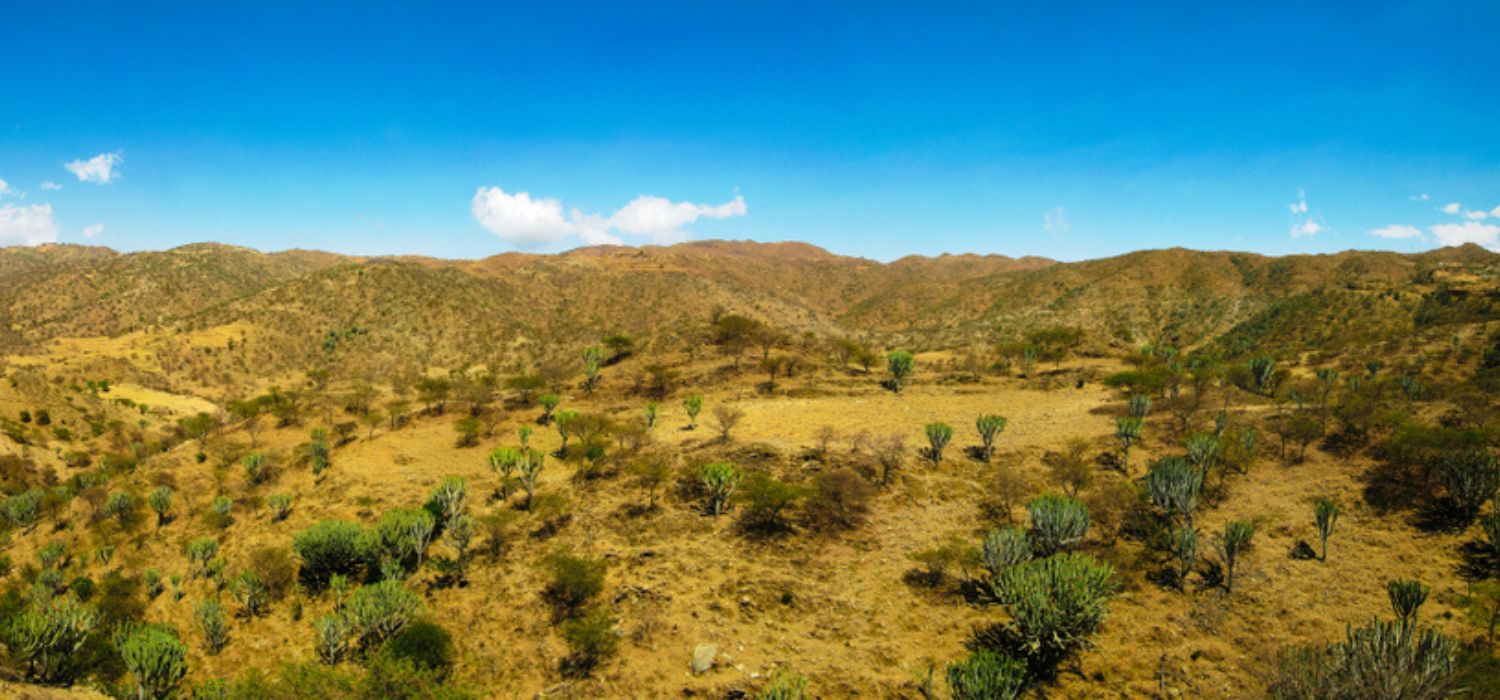 Landscape of Filfil national park with Euphorbia candelabrum succulent plants in Eritrea